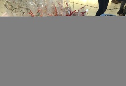 IMG 4917
